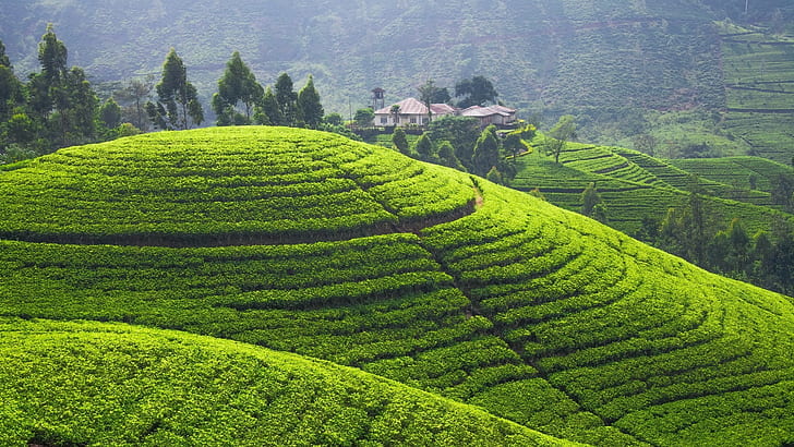 Tea Plantations and Hills