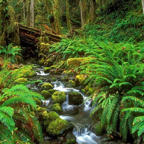 HD-wallpaper-sinharaja-forest-sri-lanka-forest-rock-creek-trees-waterfalls-water-green-ferns-bridge-nature-river