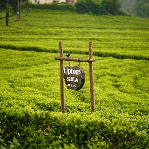 Liptons-Seat Liptons-Seat