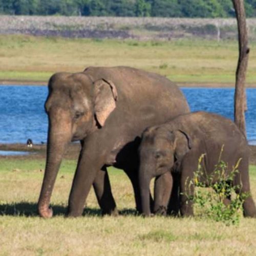 sri-lankan-elephant-elephas-maximus-30bc7